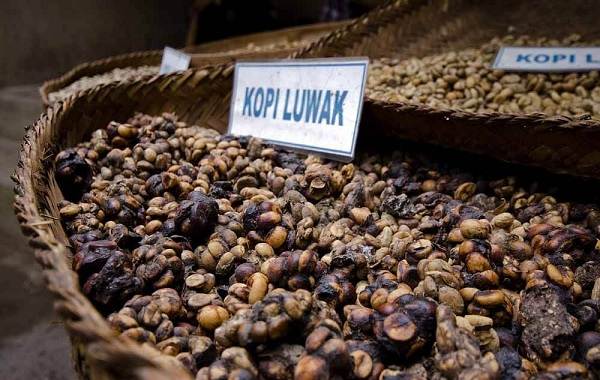 Мусанг-животное-его-особенности-виды-образ-жизни-и-среда-обитания-8