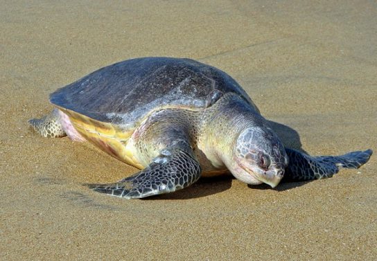 Растительный мир Африки: список редких представителей флоры и фауны, эндемики африканского континента