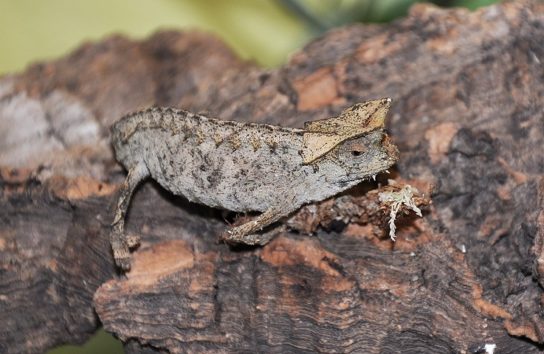 Растительный мир Африки: список редких представителей флоры и фауны, эндемики африканского континента