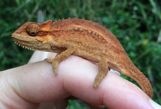 Растительный мир Африки: список редких представителей флоры и фауны, эндемики африканского континента