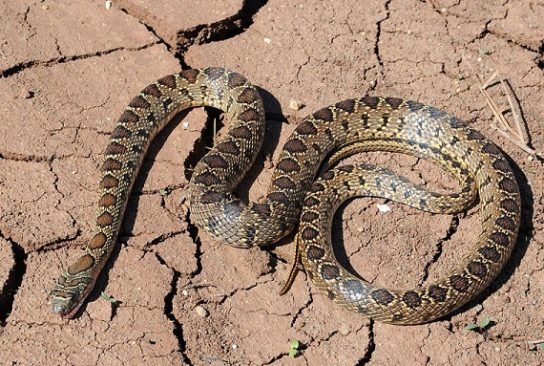 Растительный мир Африки: список редких представителей флоры и фауны, эндемики африканского континента