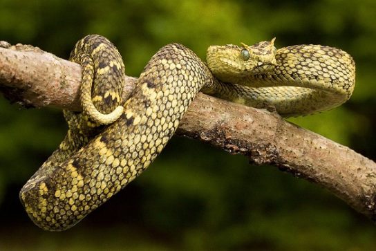 Растительный мир Африки: список редких представителей флоры и фауны, эндемики африканского континента