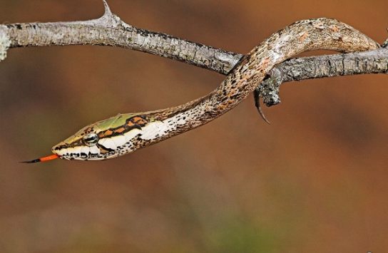 Растительный мир Африки: список редких представителей флоры и фауны, эндемики африканского континента