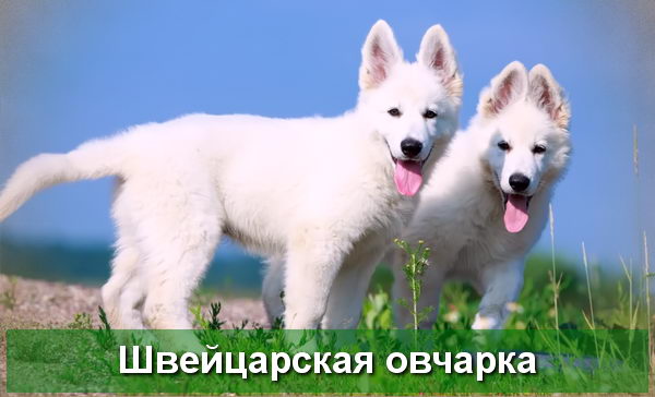 Белая Швейцарская овчарка - описание породы