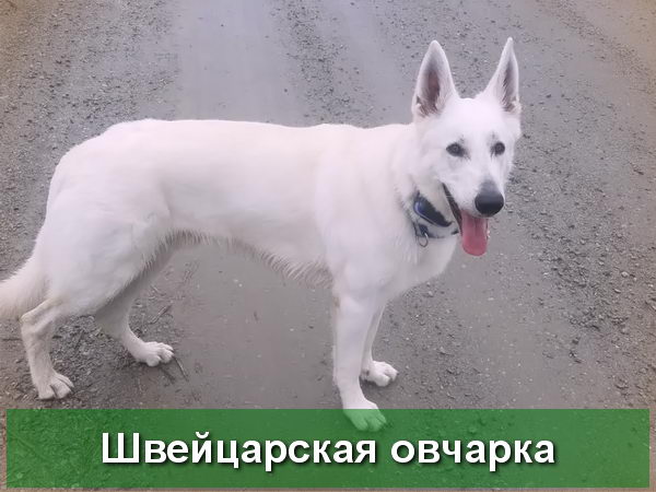 Белая Швейцарская овчарка - описание породы