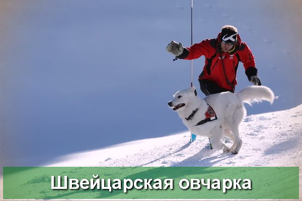 Белая Швейцарская овчарка - описание породы