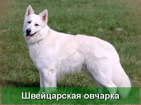 Белая Швейцарская овчарка - описание породы