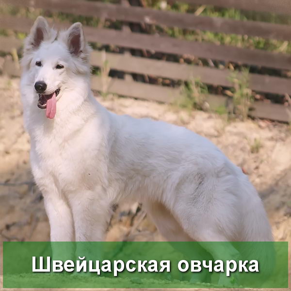 Белая Швейцарская овчарка - описание породы