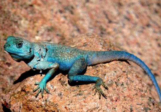 Растительный мир Африки: список редких представителей флоры и фауны, эндемики африканского континента