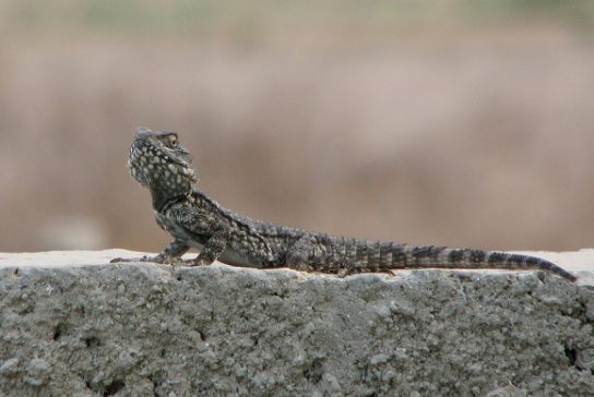 Растительный мир Африки: список редких представителей флоры и фауны, эндемики африканского континента