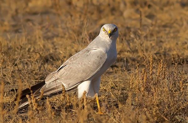 Степной лунь