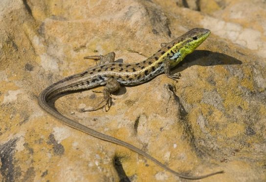 Растительный мир Африки: список редких представителей флоры и фауны, эндемики африканского континента