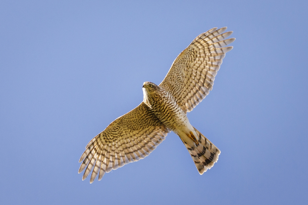 тетеревятник