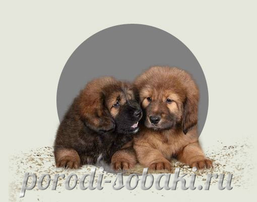 Щенки тибетского мастифа