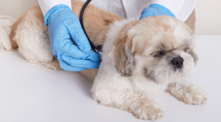 Как приучить щенка к туалету на улице, 5 правил