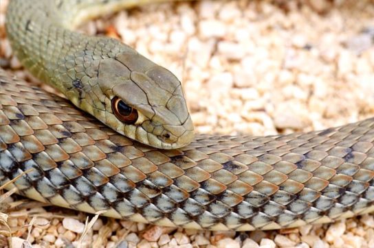 Растительный мир Африки: список редких представителей флоры и фауны, эндемики африканского континента