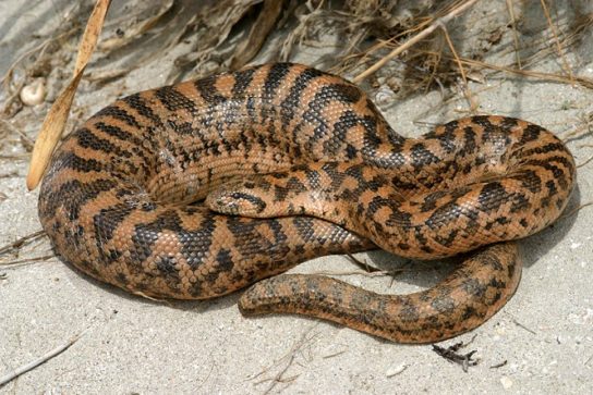 Растительный мир Африки: список редких представителей флоры и фауны, эндемики африканского континента