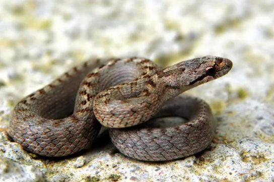 Растительный мир Африки: список редких представителей флоры и фауны, эндемики африканского континента