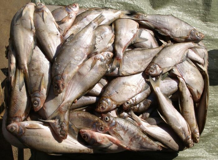 как выглядят белые глаза