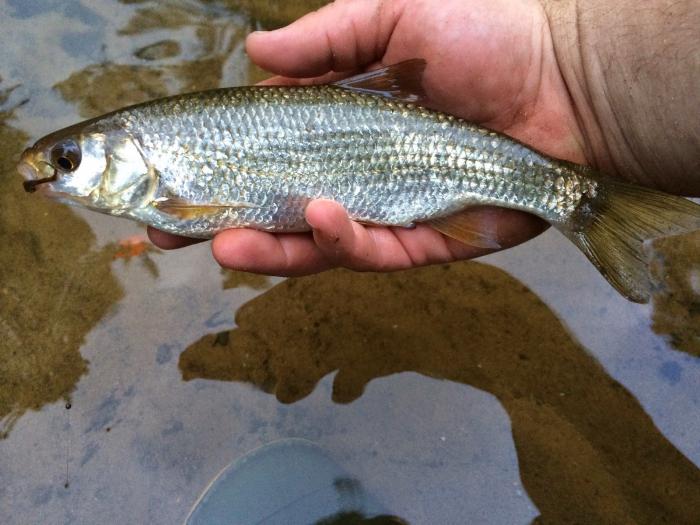 Ловля ельца в октябре