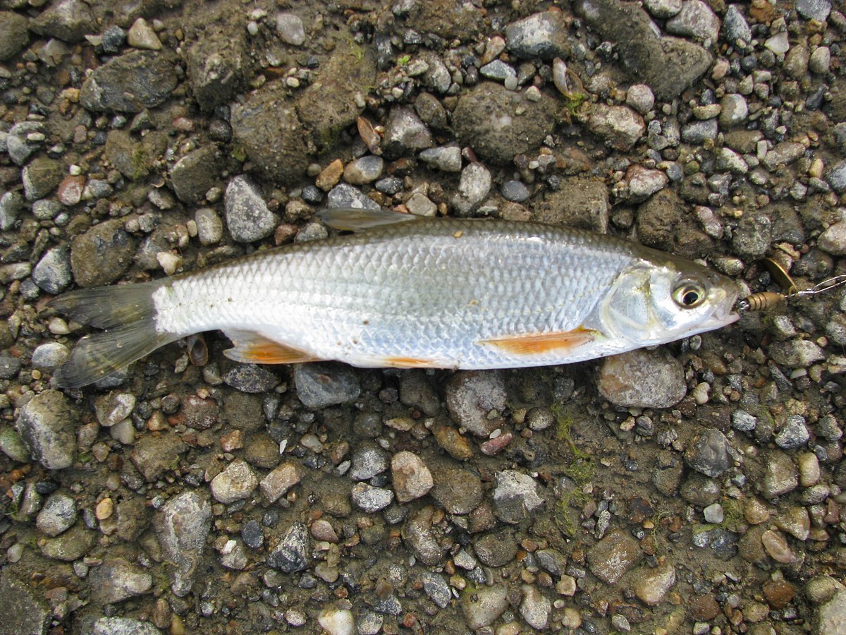 Ловля ельца в октябре