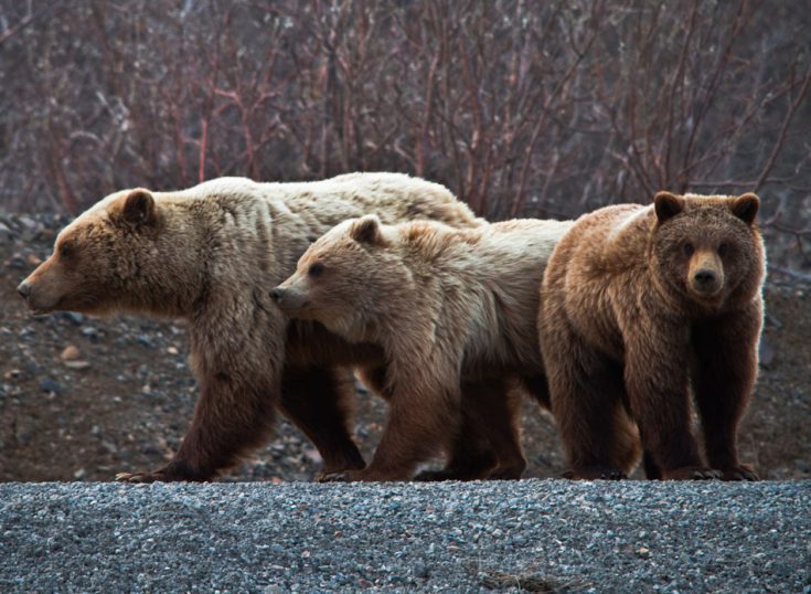 Медведь гризли – фото, описание, ареал, питание, размножение