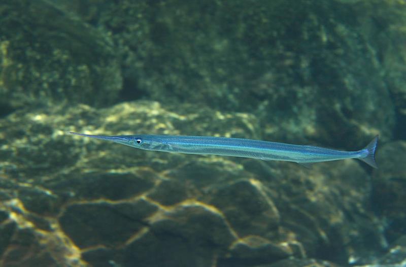 Какие рыбы живут в Черном море