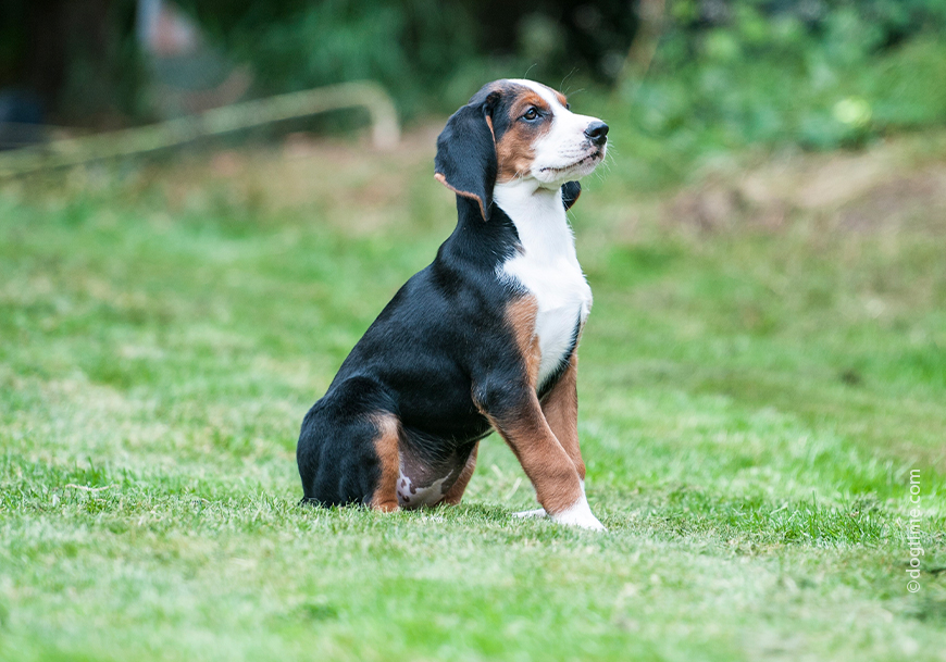 Гамильтон Стевар