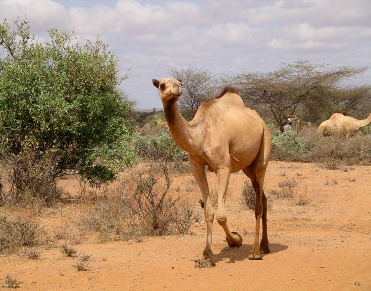Одногорбый верблюд