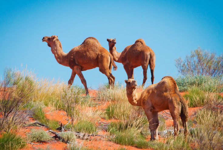 Одногорбый верблюд