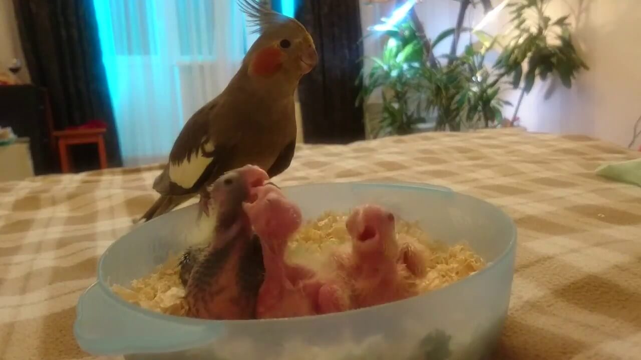 Попугай корелла: уход и содержание, приручение, разведение