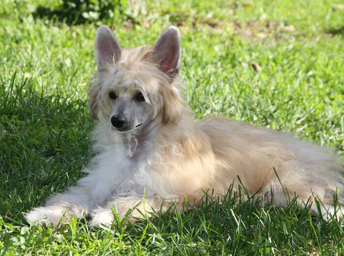 Китайская хохлатая собака