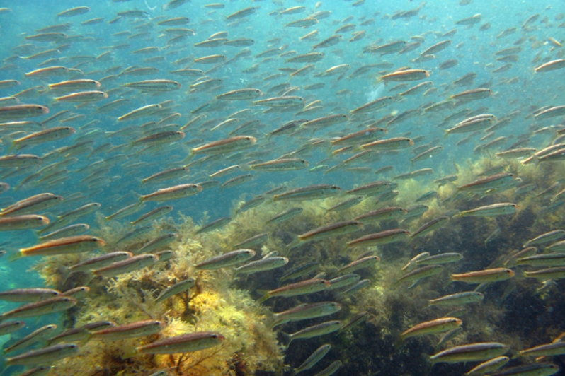 Какие рыбы живут в Черном море