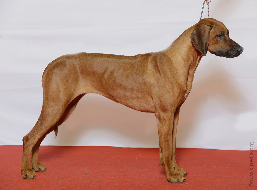 Родезийский риджбек (африканская львиная собака)