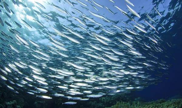 Какие рыбы живут в Черном море