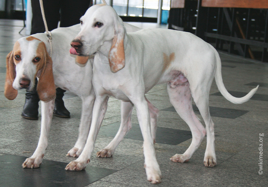 16 фарфоровых собачек (фарфоровых или благородных королевских)