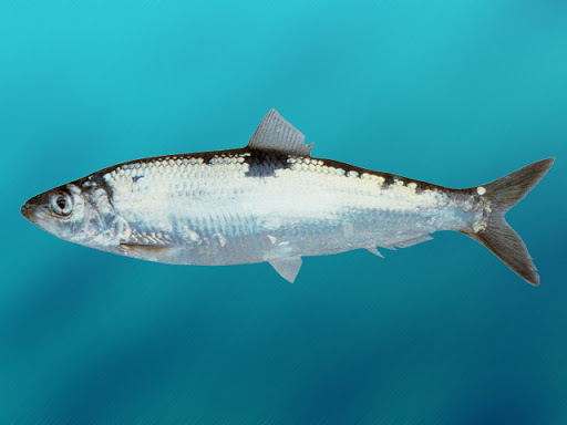 Какие рыбы живут в Черном море