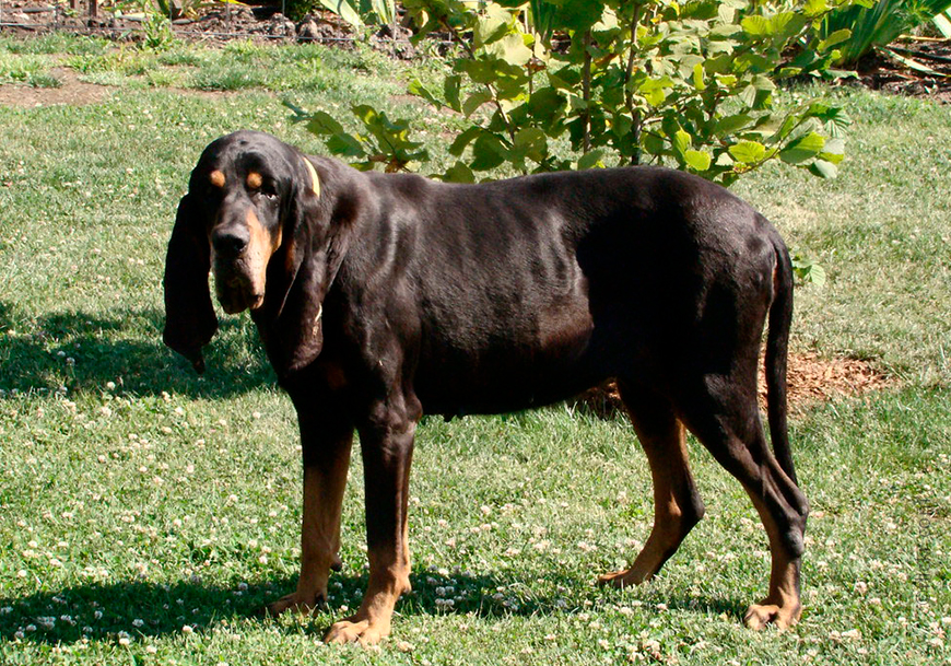 Черный и коричневый кунхаунд