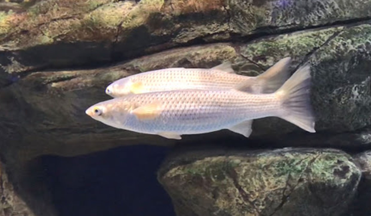 Какие рыбы живут в Черном море