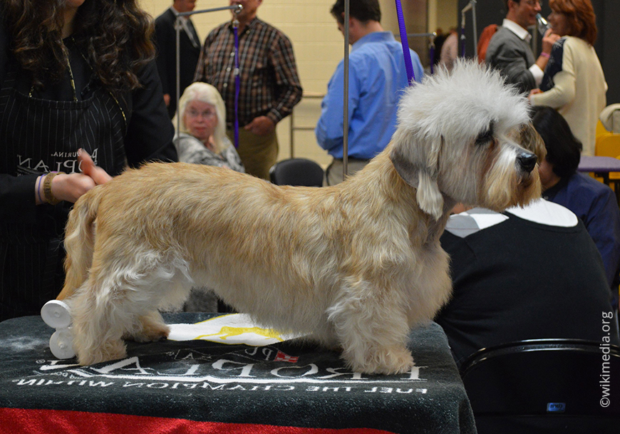 Денди Динмонт Терьер