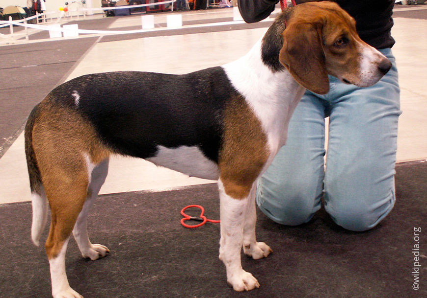 Эстонская собака