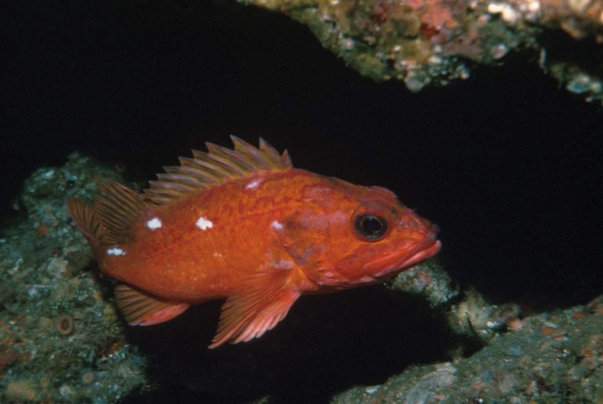 Какие рыбы живут в Черном море