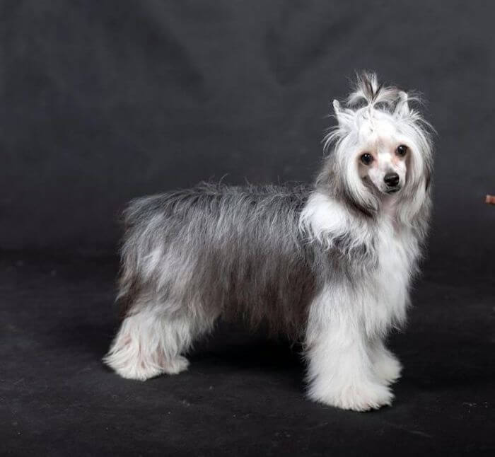 Китайская хохлатая собака