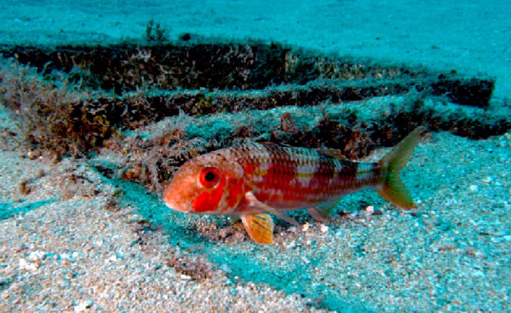 Какие рыбы живут в Черном море