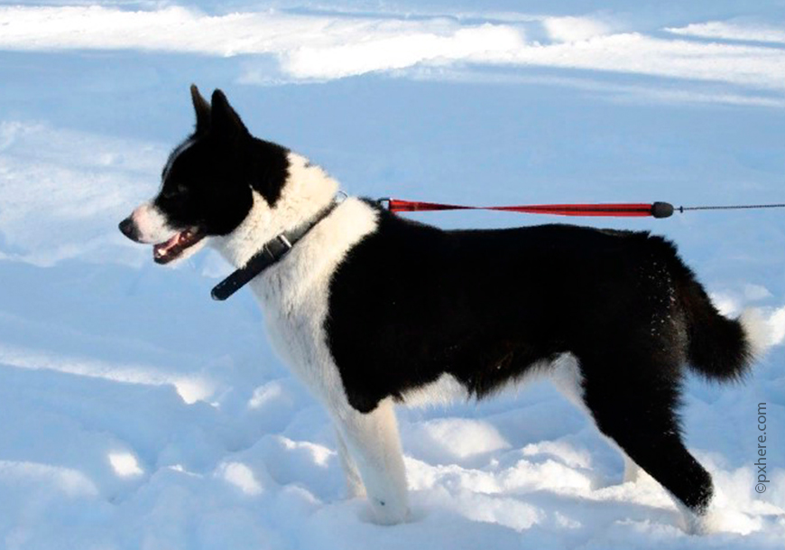 Карельская медвежья собака