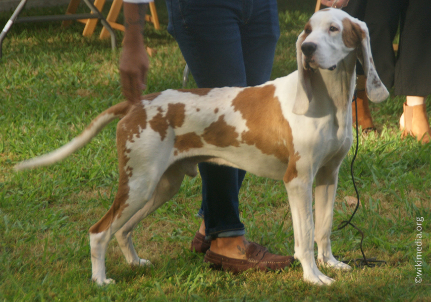 Испанская собака (сабуэсо эспаньол)
