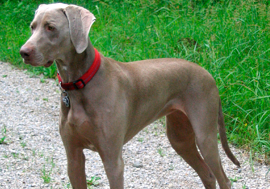 Веймаранер