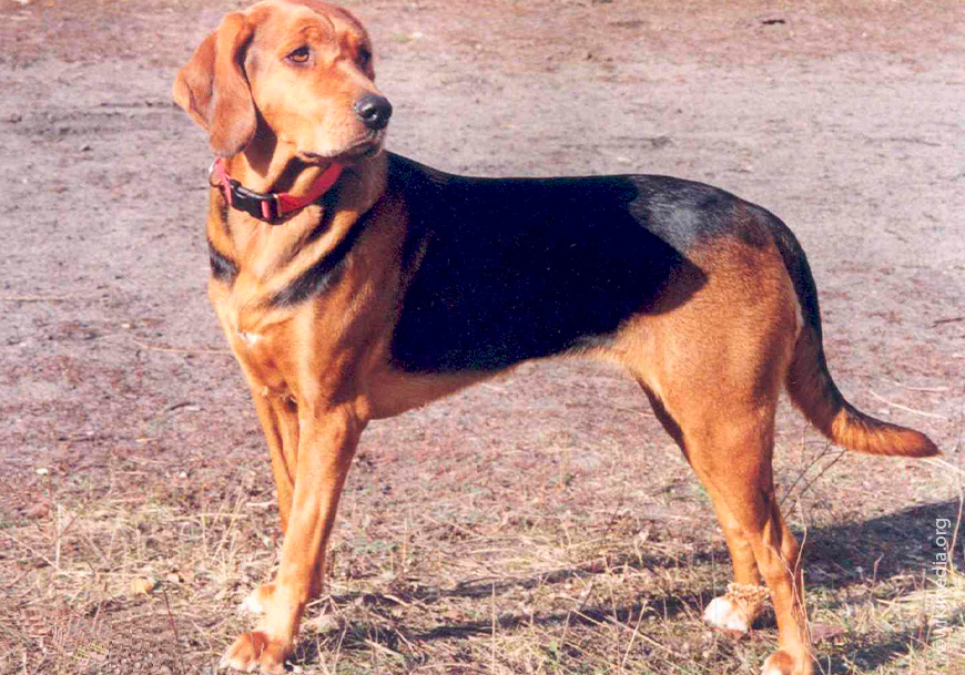 Польская собака (польский огар)