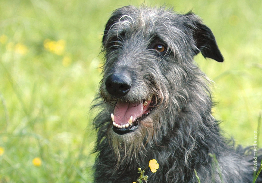 Олень собака