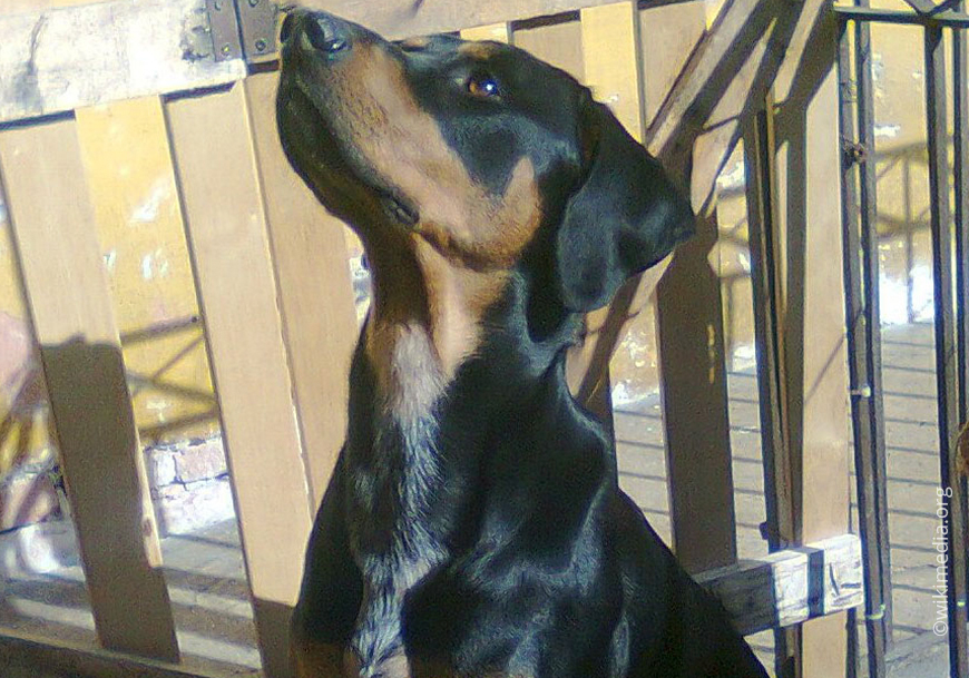 Трансильванская гончая (Эрдели-опо)